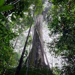 Mystischer Regenwald ☁️