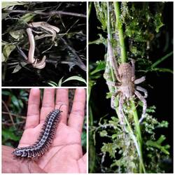 Tiere der Nacht: Boa, Tausendfüßer und Bananenspinne