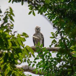Harpyien-Jungvogel 🦅