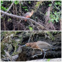 Hoatzin (Stinkvogel) und Marmorreiher