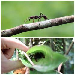 Tropische Riesenameise und kleine Vogelspinne 🐜🕷