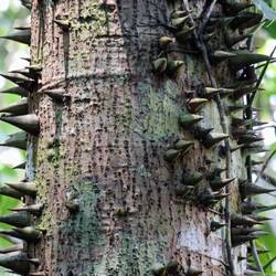 Stachelige Angelegenheit