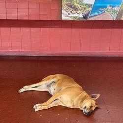 Hundemüde... im Busbahnhof lässt es sich aushalten... Hier sind es "nur" 30 Grad im Schatten!