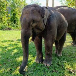 Elefantenbaby (3 Jahre)