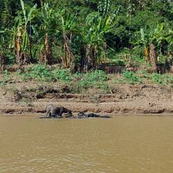 Wasserbüffel im Mekong