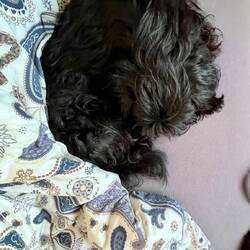 Ein schwarzer Kuschelkleks