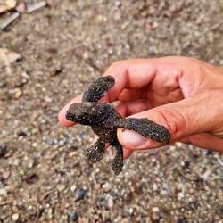 Baby Schildkröte!!!!