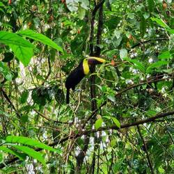 Der Tukan lässt sich von uns nicht stören