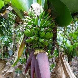 Bananenstaude nach der Blüte🍌