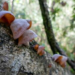 Überall hets 🍄 dra - auch im Dschungel😉
