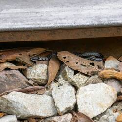 Baby-Besucher zwischen den Gleisen 🐍