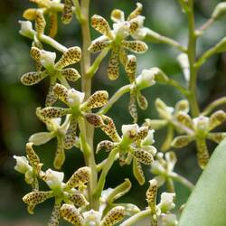 Orchidee beim Mittagshalt🌺