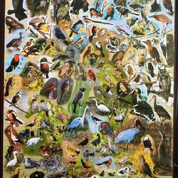 Sooooo viele Vogelarten gibt es hier.