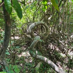 ..wie eine Spirale wächst der Baum...