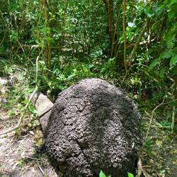 Termitenbau - aussen ganz hart