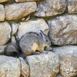Die heutigen tierischen Bewohner - hier eine Hasenmaus🥰