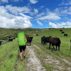 Traverser des champs de jeunes taurillons est toujours sympa...!