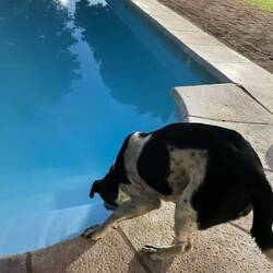 Die Hitze macht auch ihn durstig.