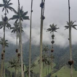 Finally we got to the wax palms in Cocora Valley