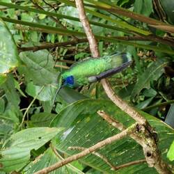 Kolibri am Eingang des Nebelwaldes