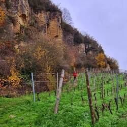 Tolle Pfade durch die Weinberge!