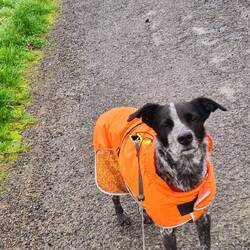 Der nasskalte Nieselregen macht Frodo nicht glücklich!