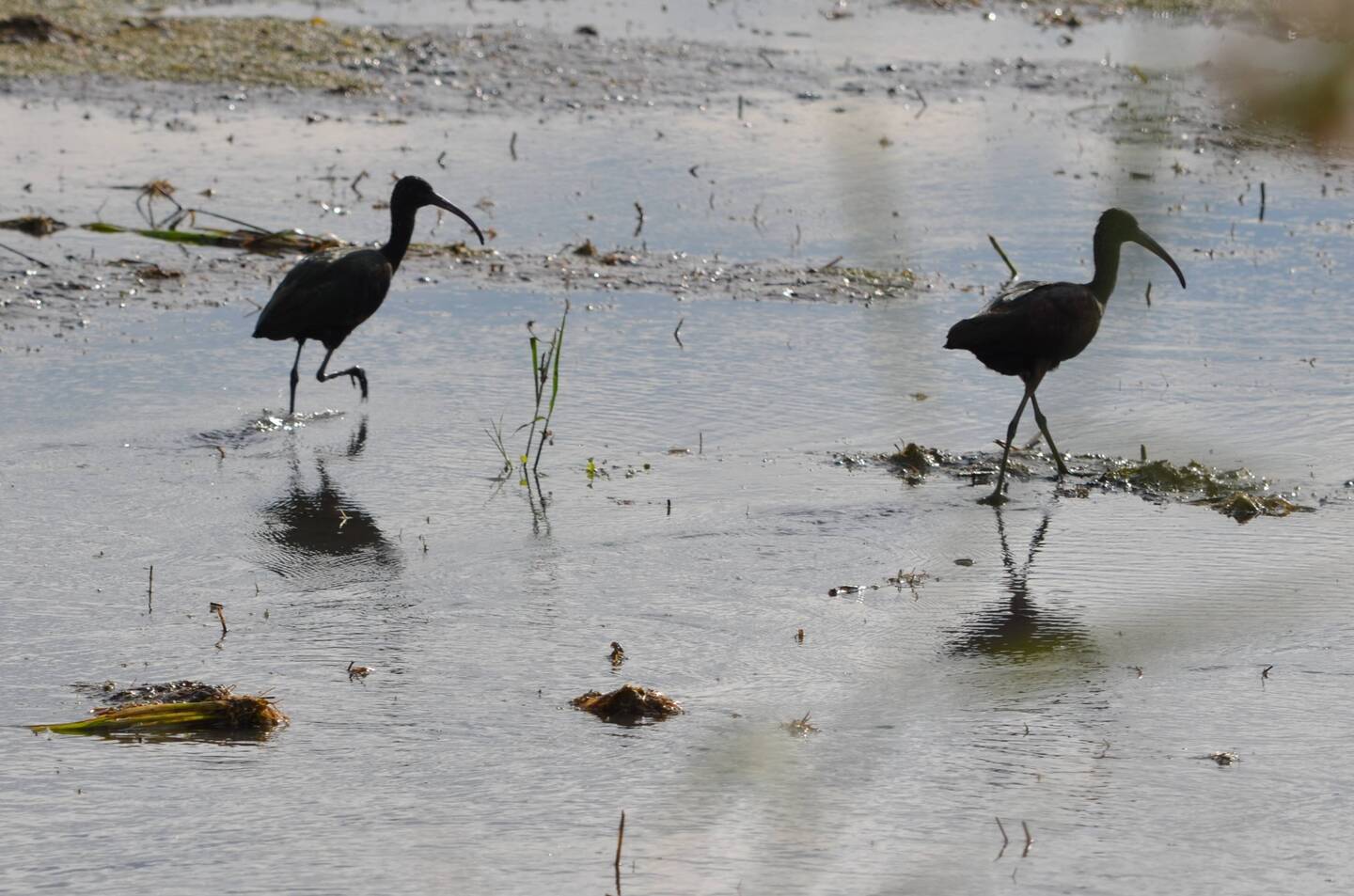 Schwarzer Ibis