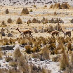 Vicuñas🤩