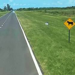 Hier queren Kühe....woanders Känguruhs oder Kamele...