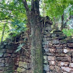 Der Baumstamm bewahrt die Mauer vor dem Einsturz!