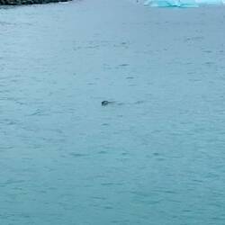 Robben im Gletschersee