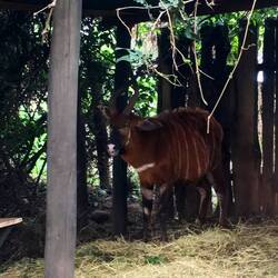 Mountain Bongo (Zuchtprogramm zur Auswilderung)