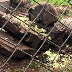 Rock Hyrax (mit Elefanten verwandt)