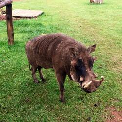 Pumba: Erinnerungsspanne <8 sek