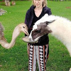 Lamas kümmern sich um Antilopenbabys
