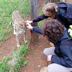 Geparden können nicht ausgewildert werden, wenn sie nie jagen gelernt haben
