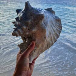 Wolf hat eine kleine Muschel für Nina gefunden