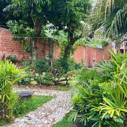 Blick von der Veranda in den Garten. Links ein Mango-Baum.