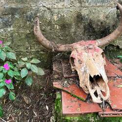 Seit mehr als 30 Jahren liegt dieser Stierkopf an derselben Stelle hinterm Haus.