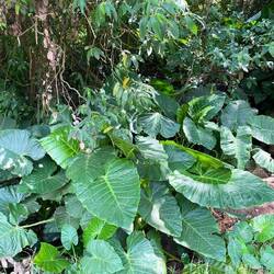 Pflanzen werden hier riesengross!!