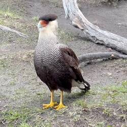 This caracara fellow is not shy!