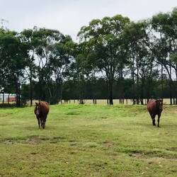 dropped the carrot and lost all video skills hahaha