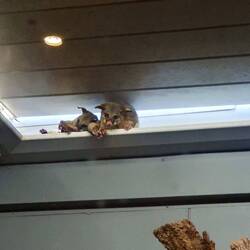 Flughunde, ganz schön große auch 🦇