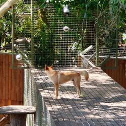 Sieht lieb aus, ist aber ein wildes Tier 🐕