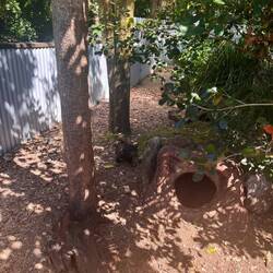 Der Tasmansiche Teufel 👹