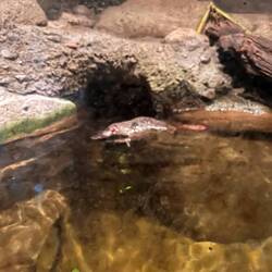 Ein Schnabeltier gab es auch zu sehen