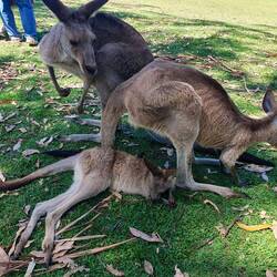 Eine kleine Känguru Familie 🥰