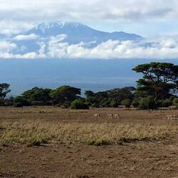 Gepardenmutter mit vier Jungen