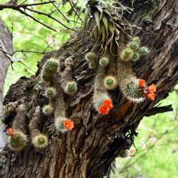 Kaktus-Baum-Symbiose