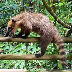 ein neugieriger Nasenbär (ein CuatI)